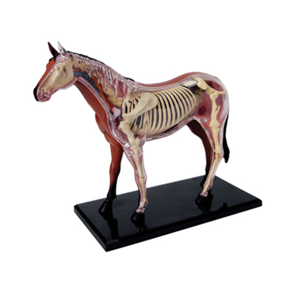 Science Diy Model - نموذج تشريح الجهاز الحيواني 4D ذكاء
