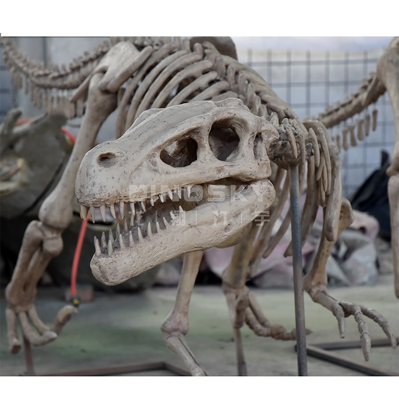 Science Exhibition Models - نموذج هيكل عظمي ديناصور رابتور من