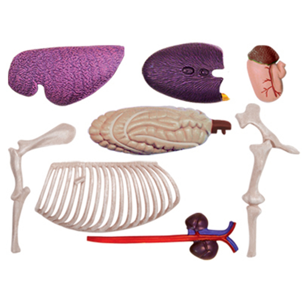 نموذج تشريح الجهاز الحيواني 4D - مراجعة Science Diy Model وسعره